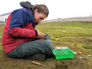 collecting grasses